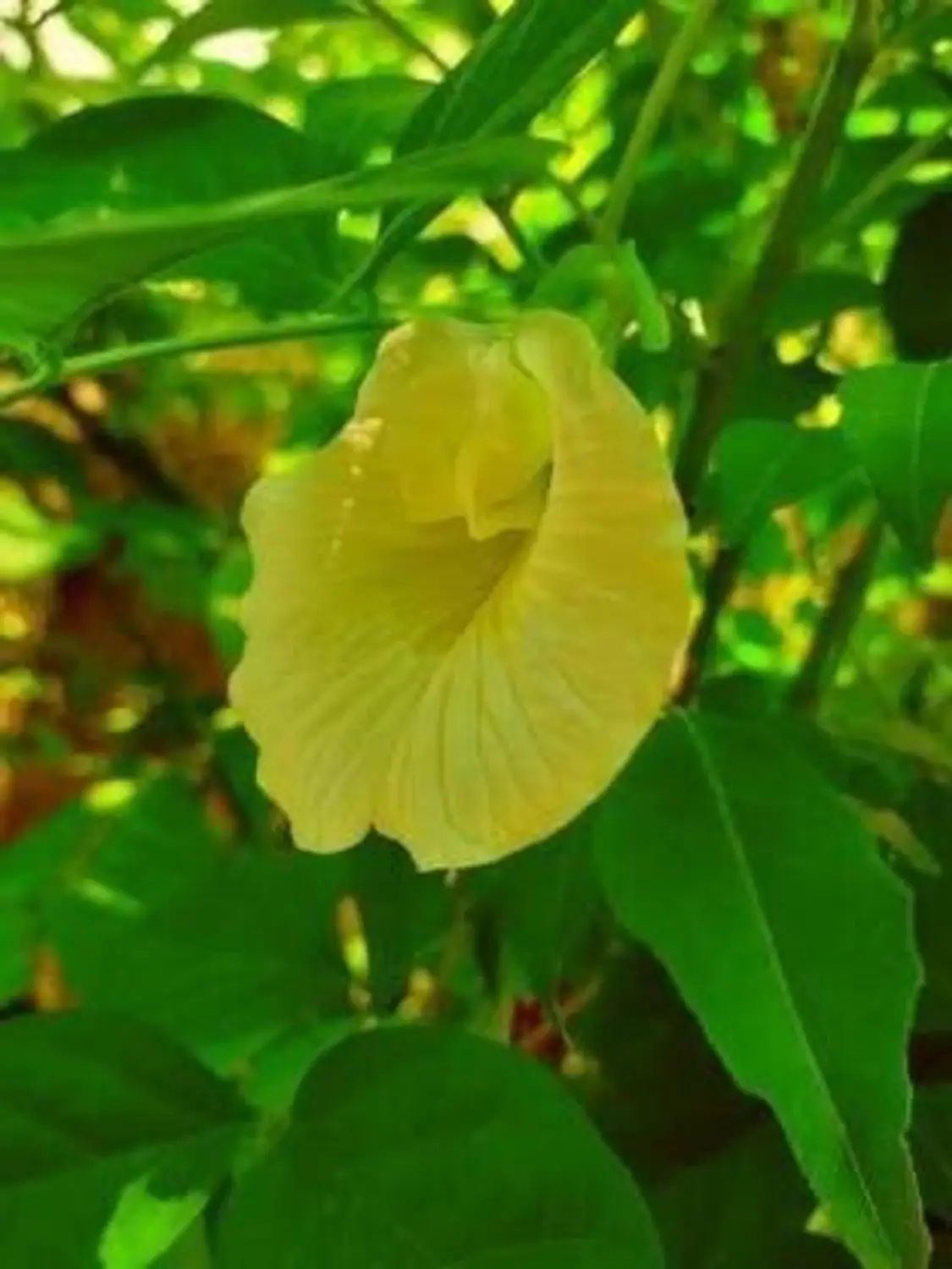 Clitoria Ternatea, Aparajita Mix Flower Seed - 100 Pcs