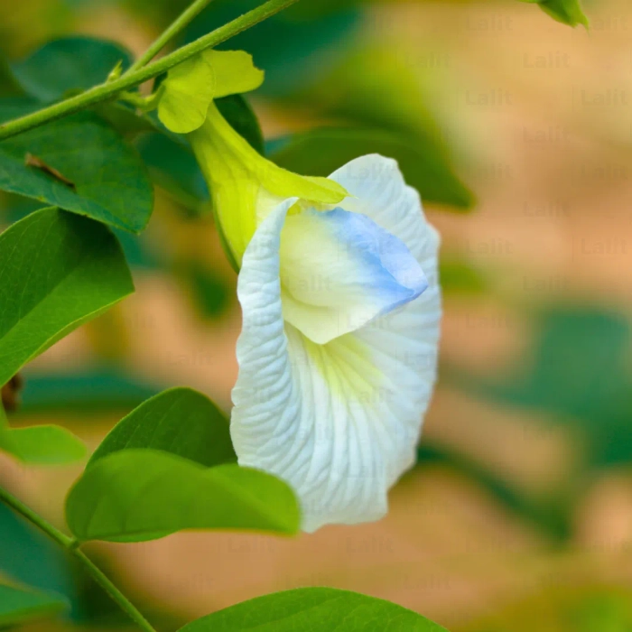Clitoria Ternatea, Aparajita Mix Flower Seed - 100 Pcs