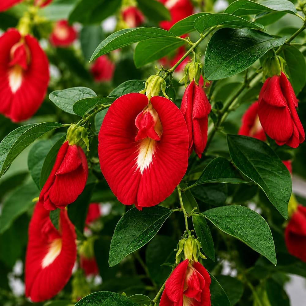 Clitoria Ternatea, Aparajita Mix Flower Seed - 100 Pcs