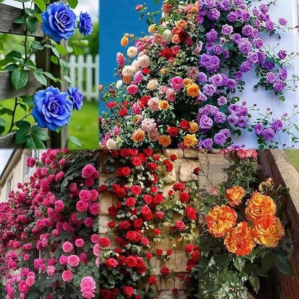 Elegant Climbing Rose Flower Seeds- 9 Rare and Breathtaking Colors Seeds - 100 Pcs