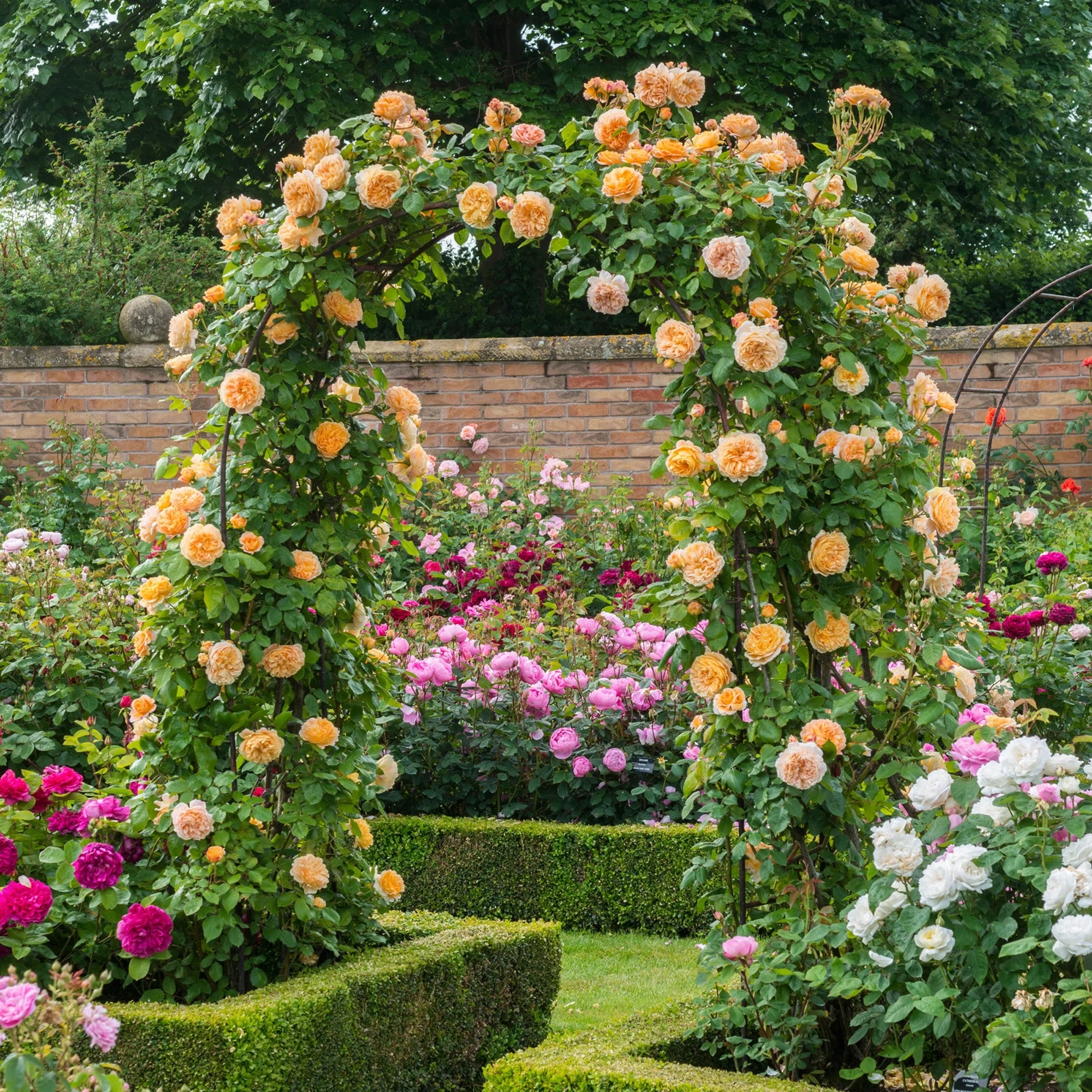 Elegant Climbing Rose Flower Seeds- 9 Rare and Breathtaking Colors Seeds - 100 Pcs