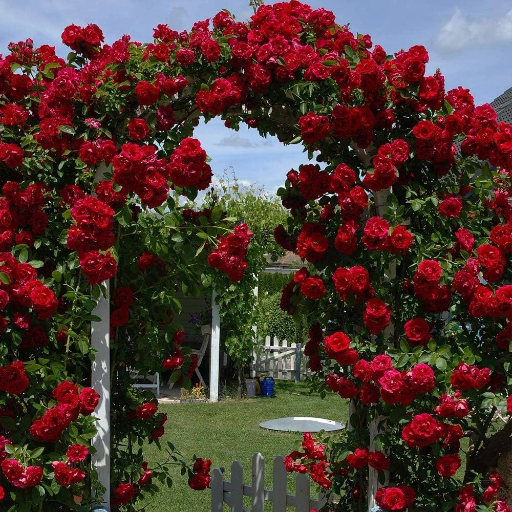Elegant Climbing Rose Flower Seeds- 9 Rare and Breathtaking Colors Seeds - 100 Pcs