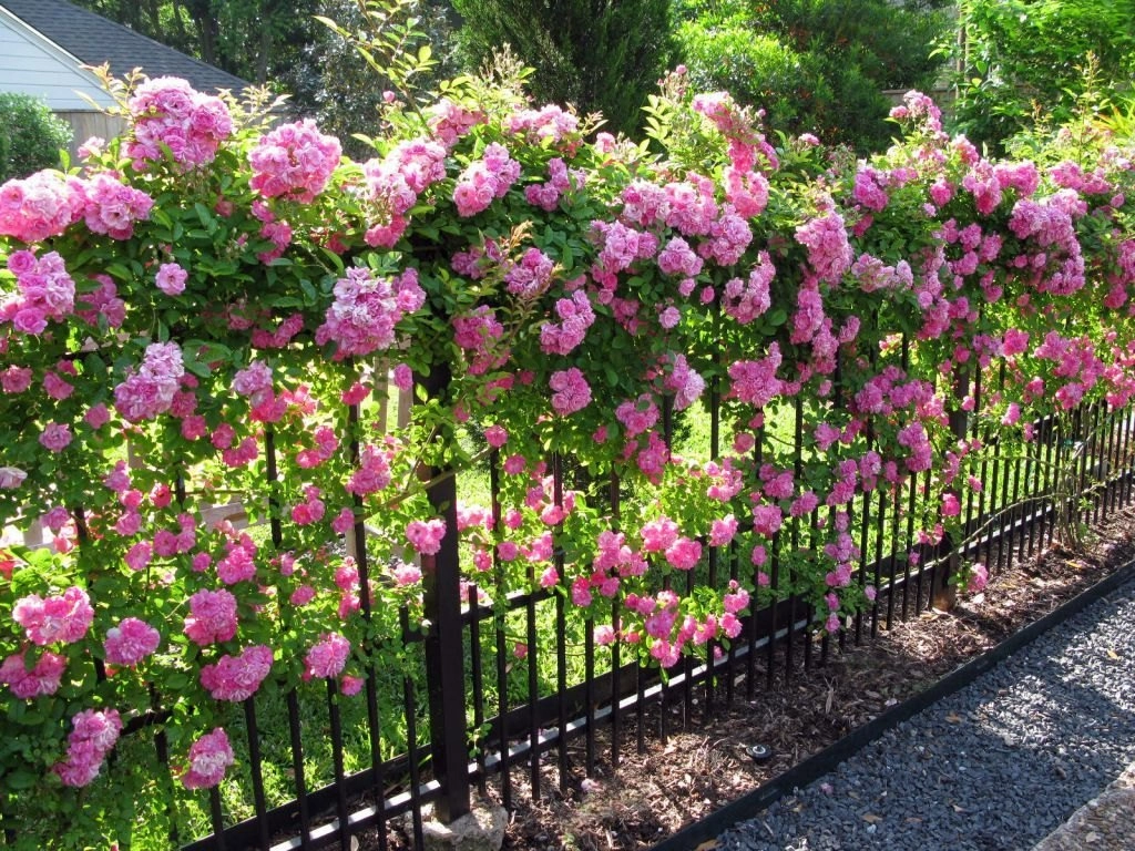 Elegant Climbing Rose Flower Seeds- 9 Rare and Breathtaking Colors Seeds - 100 Pcs