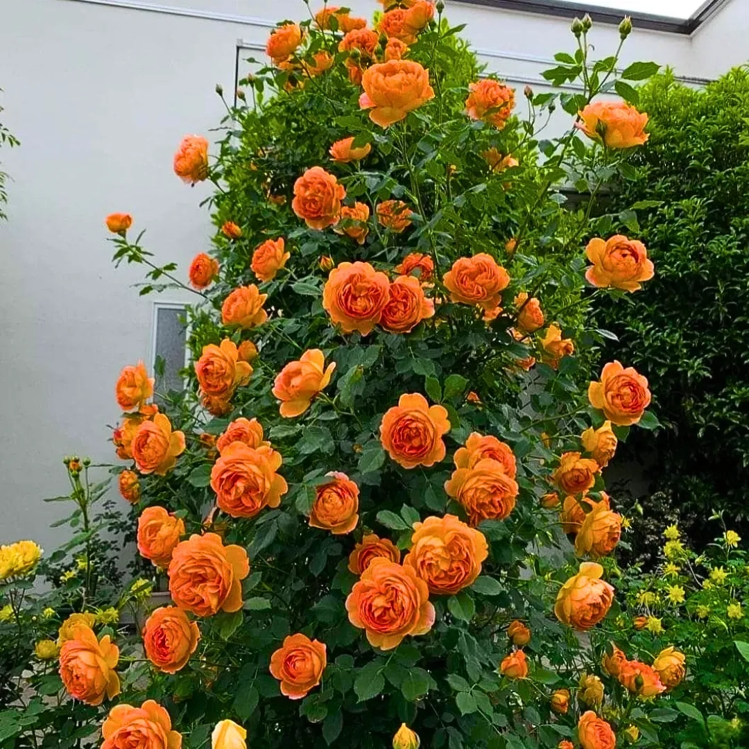 Elegant Climbing Rose Flower Seeds- 9 Rare and Breathtaking Colors Seeds - 100 Pcs