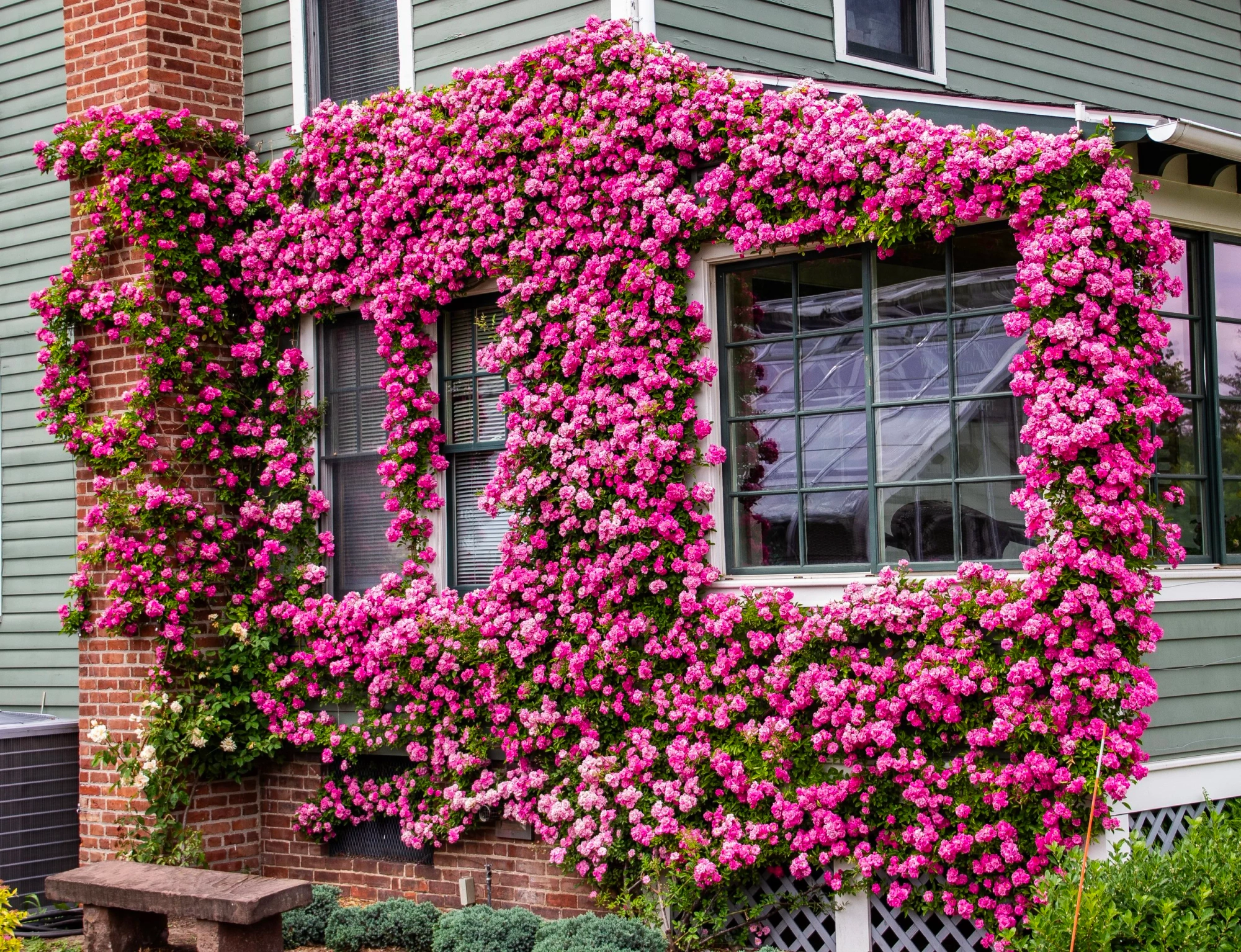 Elegant Climbing Rose Flower Seeds- 9 Rare and Breathtaking Colors Seeds - 100 Pcs