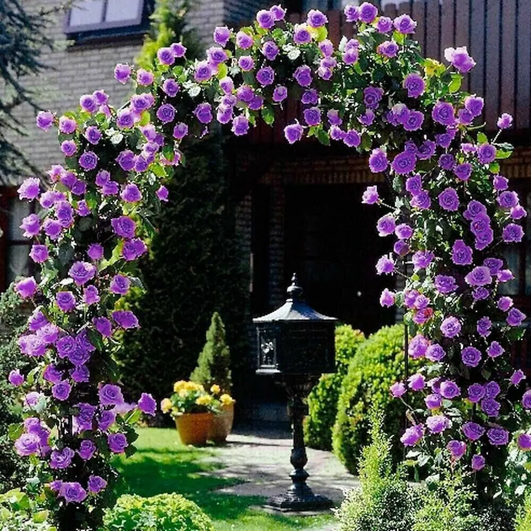 Elegant Climbing Rose Flower Seeds- 9 Rare and Breathtaking Colors Seeds - 100 Pcs