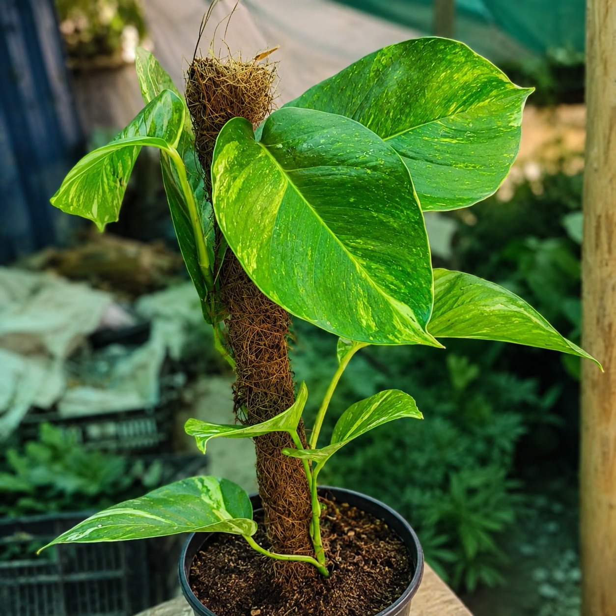 Money plant live for indoor big leaf pack of 1 with moss stick
