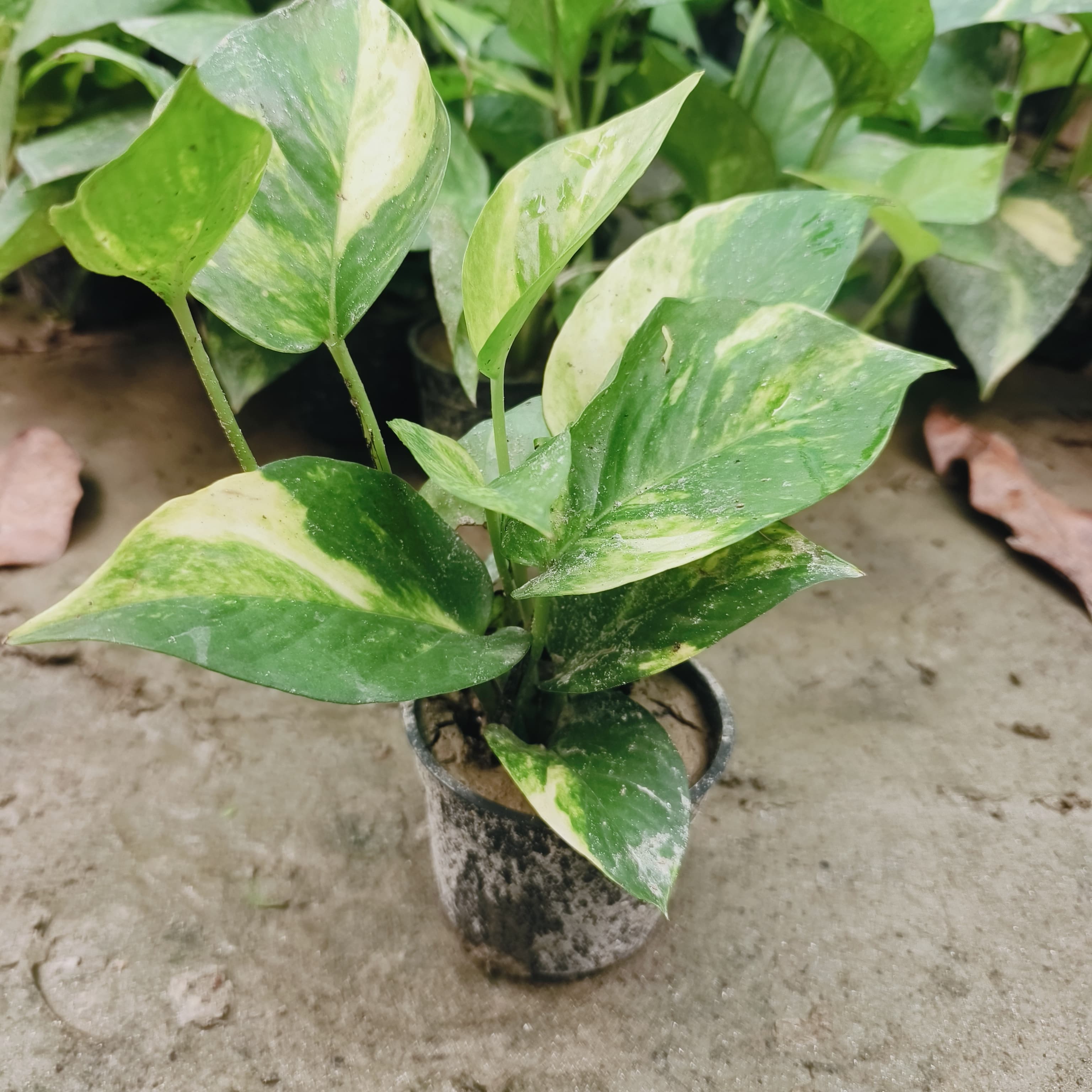 Money plant live for indoor big leaf pack of 1 with moss stick