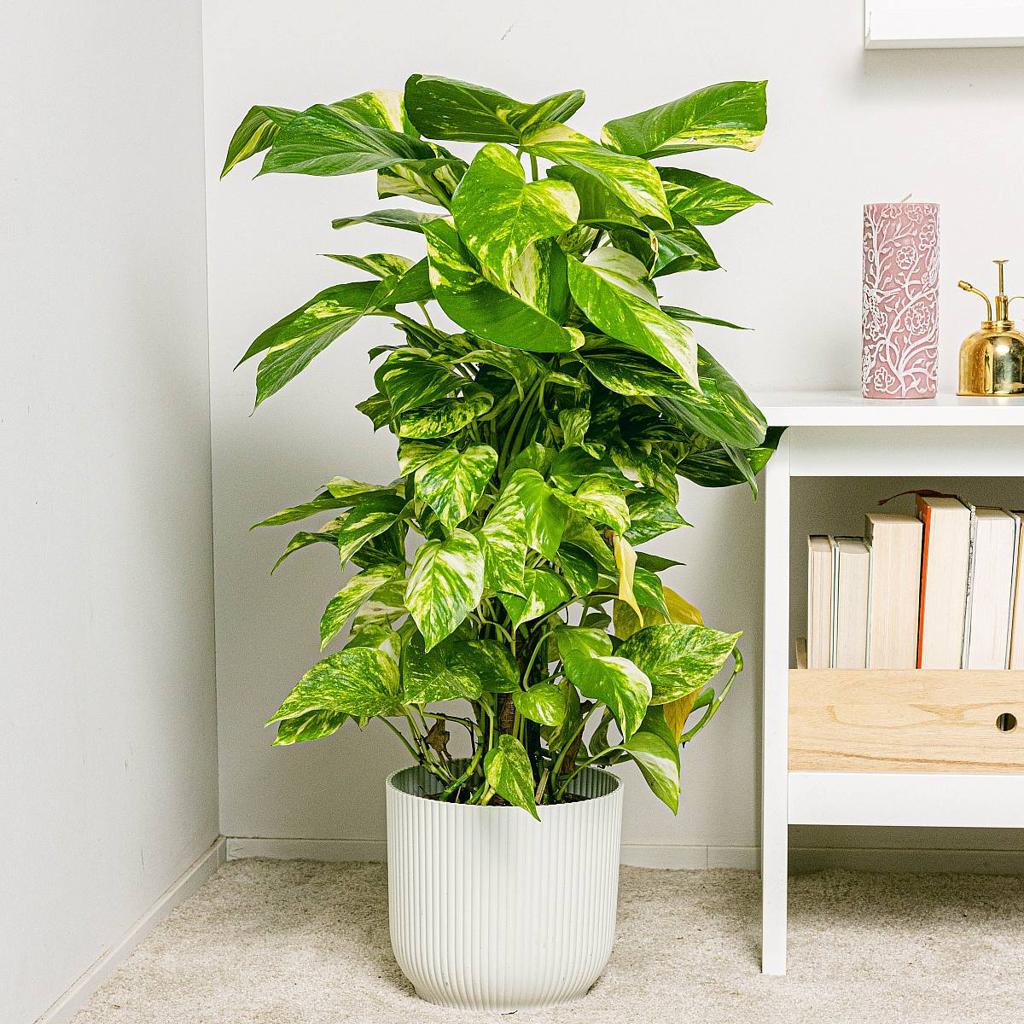 Money plant live for indoor big leaf pack of 1 with moss stick