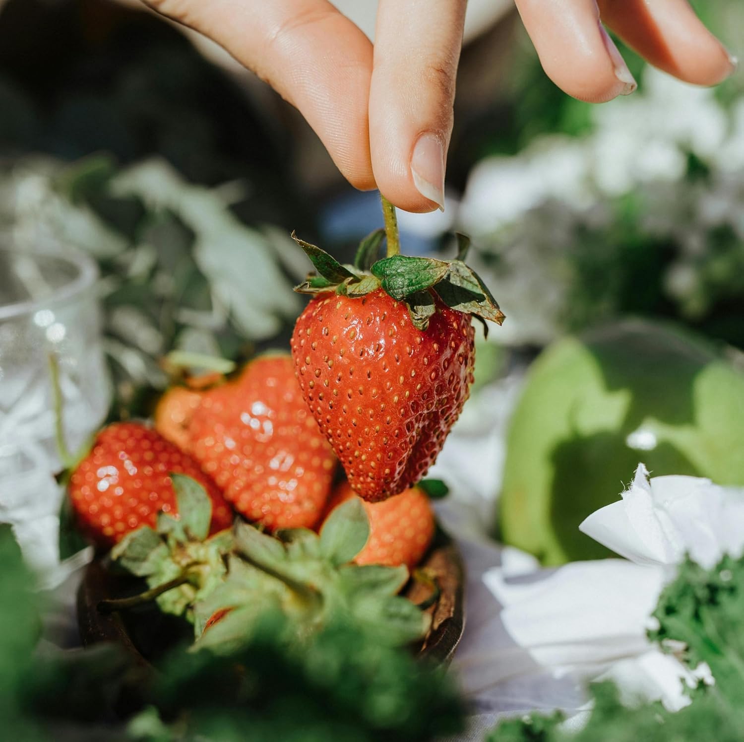 Strawberry fruit plant live pack of 1