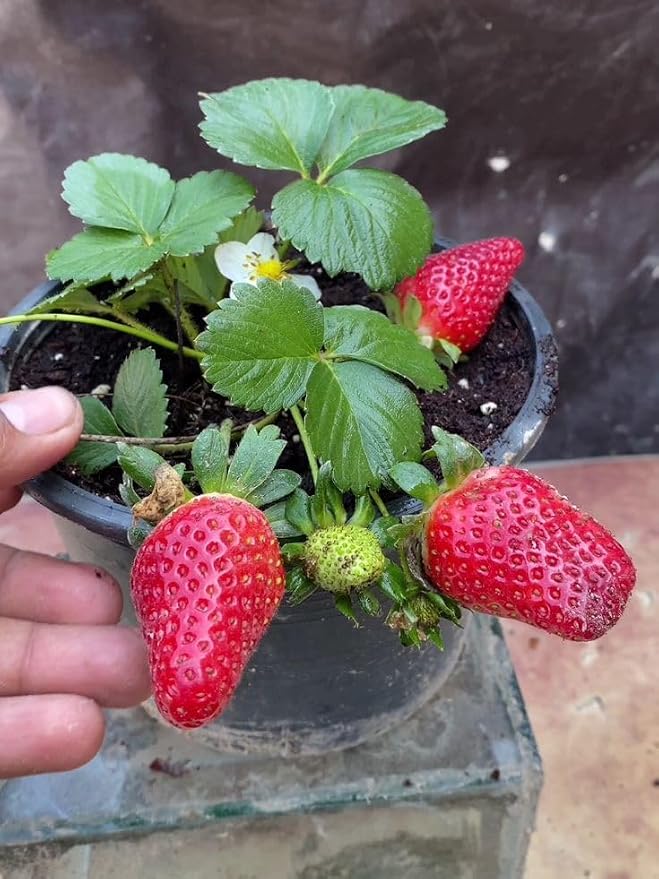 Strawberry fruit plant live pack of 1
