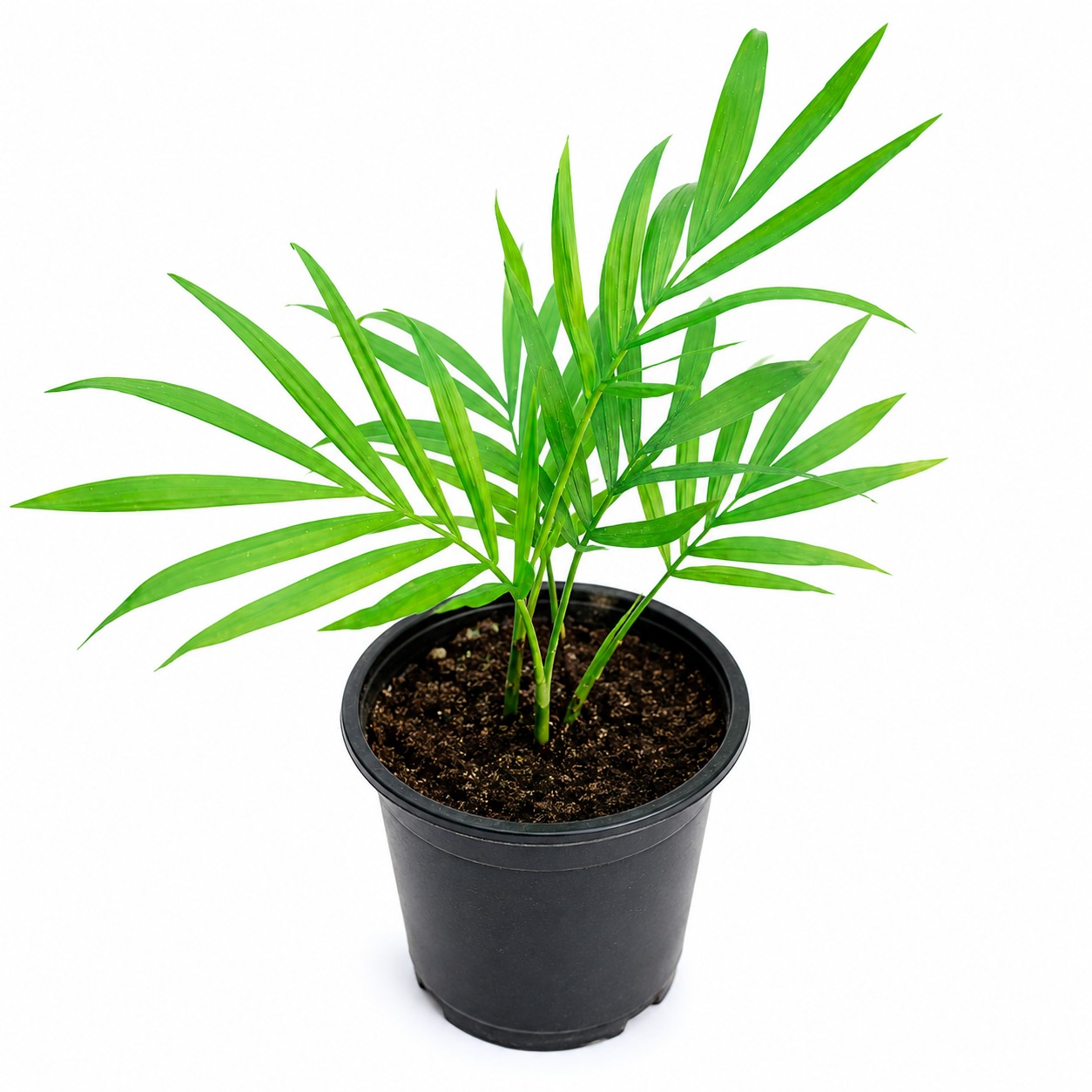 Parlor Palm Plant | Chamaedorea elegans | Elegant Indoor Houseplant with Lush Green Foliage | Easy-Care Decorative Plant for Home, Office