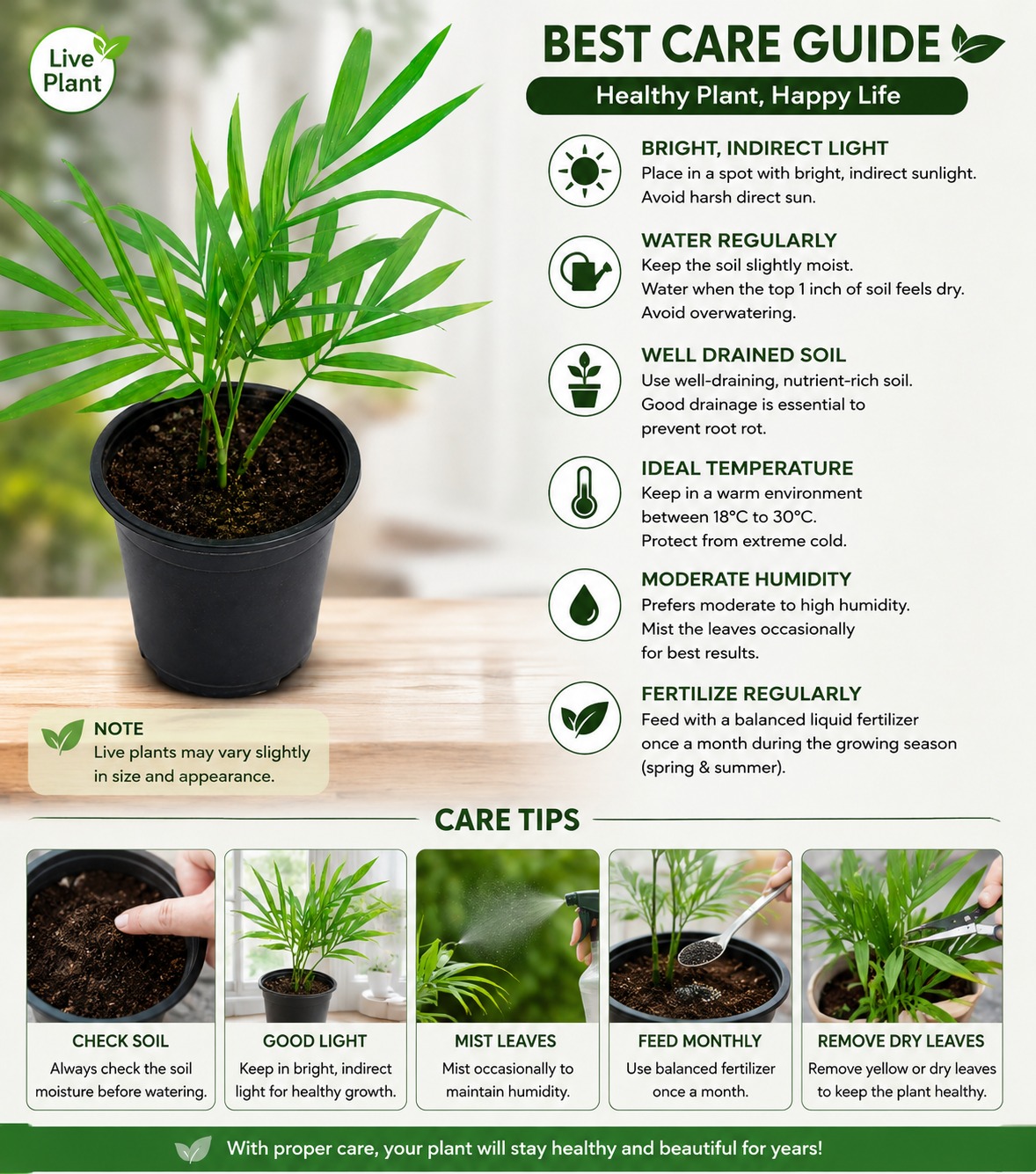 Parlor Palm Plant | Chamaedorea elegans | Elegant Indoor Houseplant with Lush Green Foliage | Easy-Care Decorative Plant for Home, Office