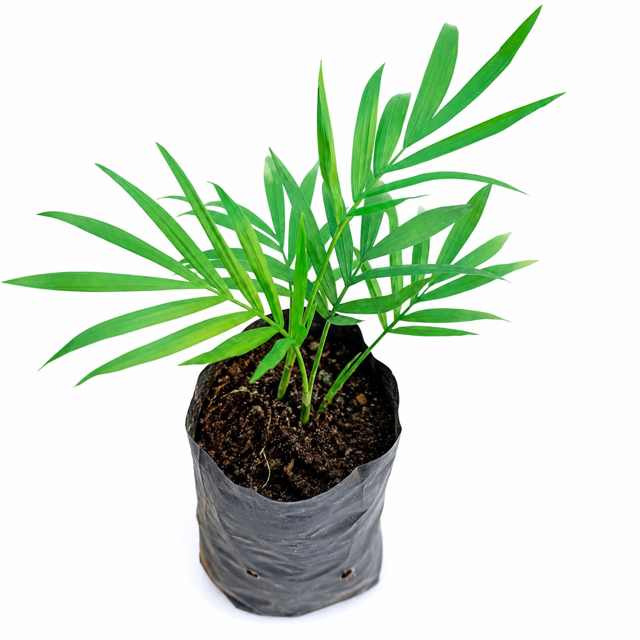 Parlor Palm Plant | Chamaedorea elegans | Elegant Indoor Houseplant with Lush Green Foliage | Easy-Care Decorative Plant for Home, Office