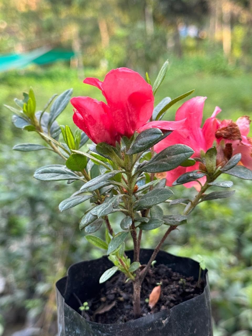 Azalea Flower Plant | Beautiful Ornamental Flowering Plant with Lush Green Foliage | Ideal for Home Garden, Balcony, Terrace & Patio Décor |