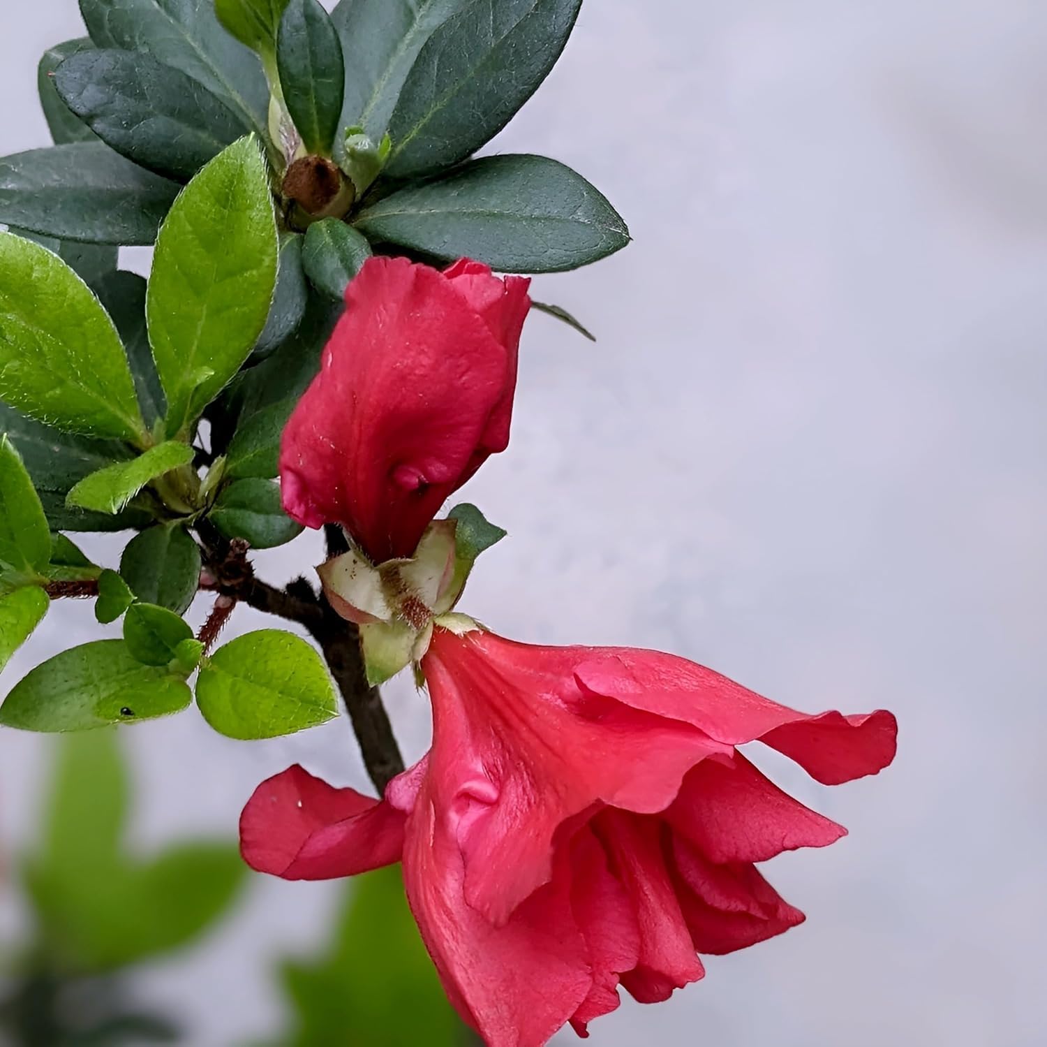 Azalea Flower Plant | Beautiful Ornamental Flowering Plant with Lush Green Foliage | Ideal for Home Garden, Balcony, Terrace & Patio Décor |