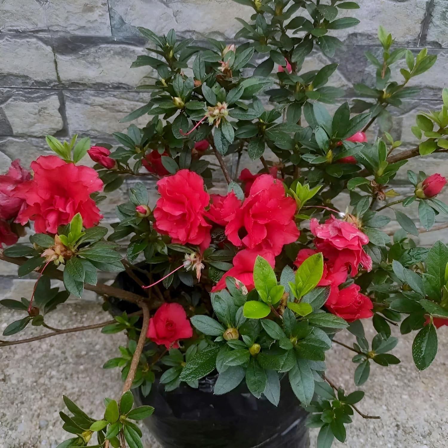 Azalea Flower Plant | Beautiful Ornamental Flowering Plant with Lush Green Foliage | Ideal for Home Garden, Balcony, Terrace & Patio Décor |