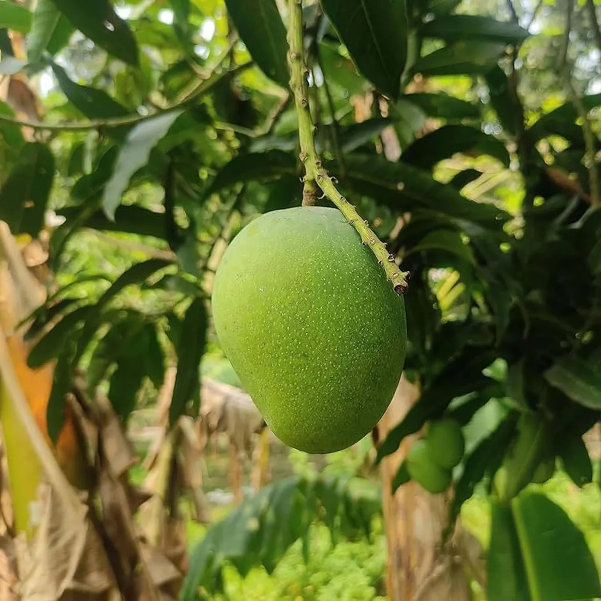 Himsagar Mango Live Plant | Grafted Mango Tree Sapling | Sweet Fruit Variety | Healthy Nursery Plant for Home Garden | Pack of 1