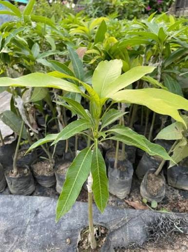 Himsagar Mango Live Plant | Grafted Mango Tree Sapling | Sweet Fruit Variety | Healthy Nursery Plant for Home Garden | Pack of 1