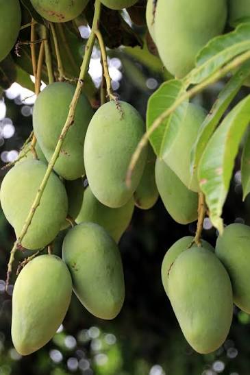Himsagar Mango Live Plant | Grafted Mango Tree Sapling | Sweet Fruit Variety | Healthy Nursery Plant for Home Garden | Pack of 1
