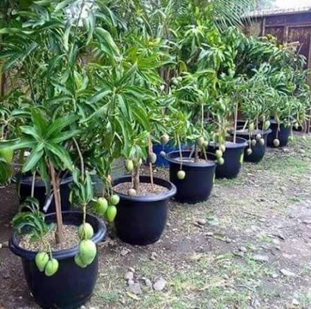 Himsagar Mango Live Plant | Grafted Mango Tree Sapling | Sweet Fruit Variety | Healthy Nursery Plant for Home Garden | Pack of 1