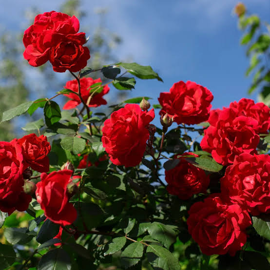 Red Rose Flower Plant Live | Rose Plant for Home Gardening | Beautiful Red Flowering Plant | Suitable for Garden | Pack of 1