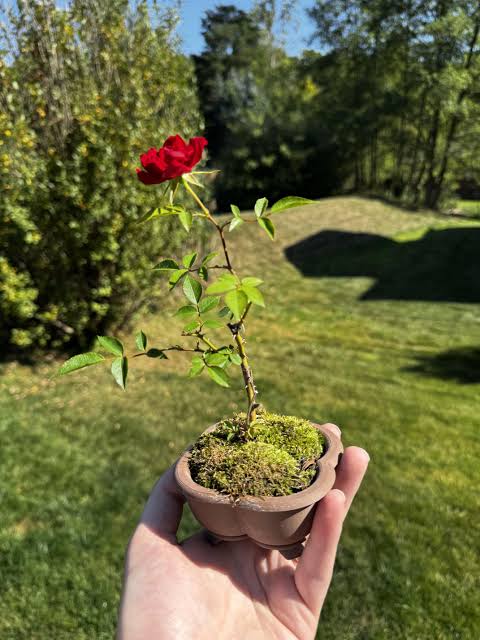 Red Rose Flower Plant Live | Rose Plant for Home Gardening | Beautiful Red Flowering Plant | Suitable for Garden | Pack of 1
