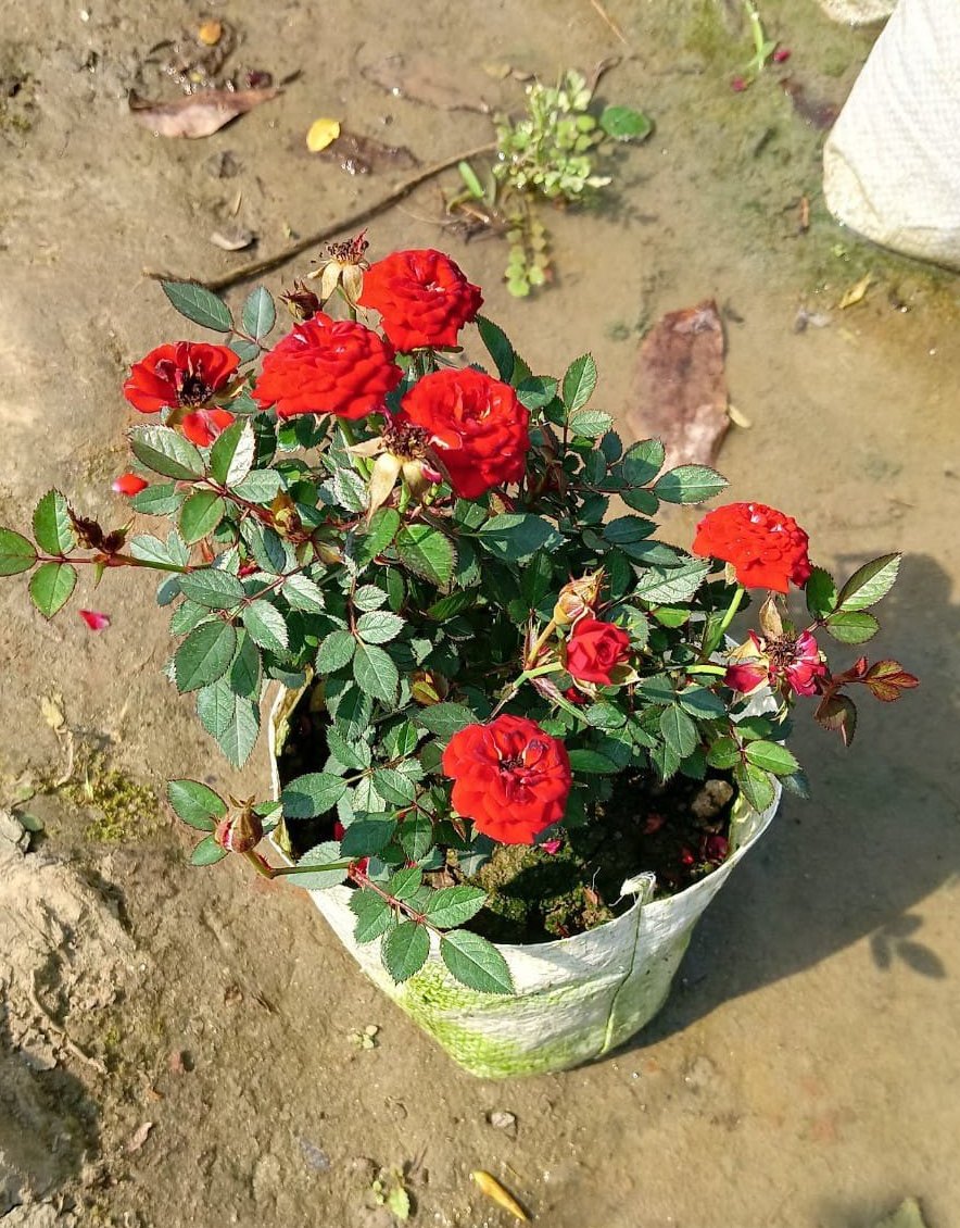 Red Rose Flower Plant Live | Rose Plant for Home Gardening | Beautiful Red Flowering Plant | Suitable for Garden | Pack of 1