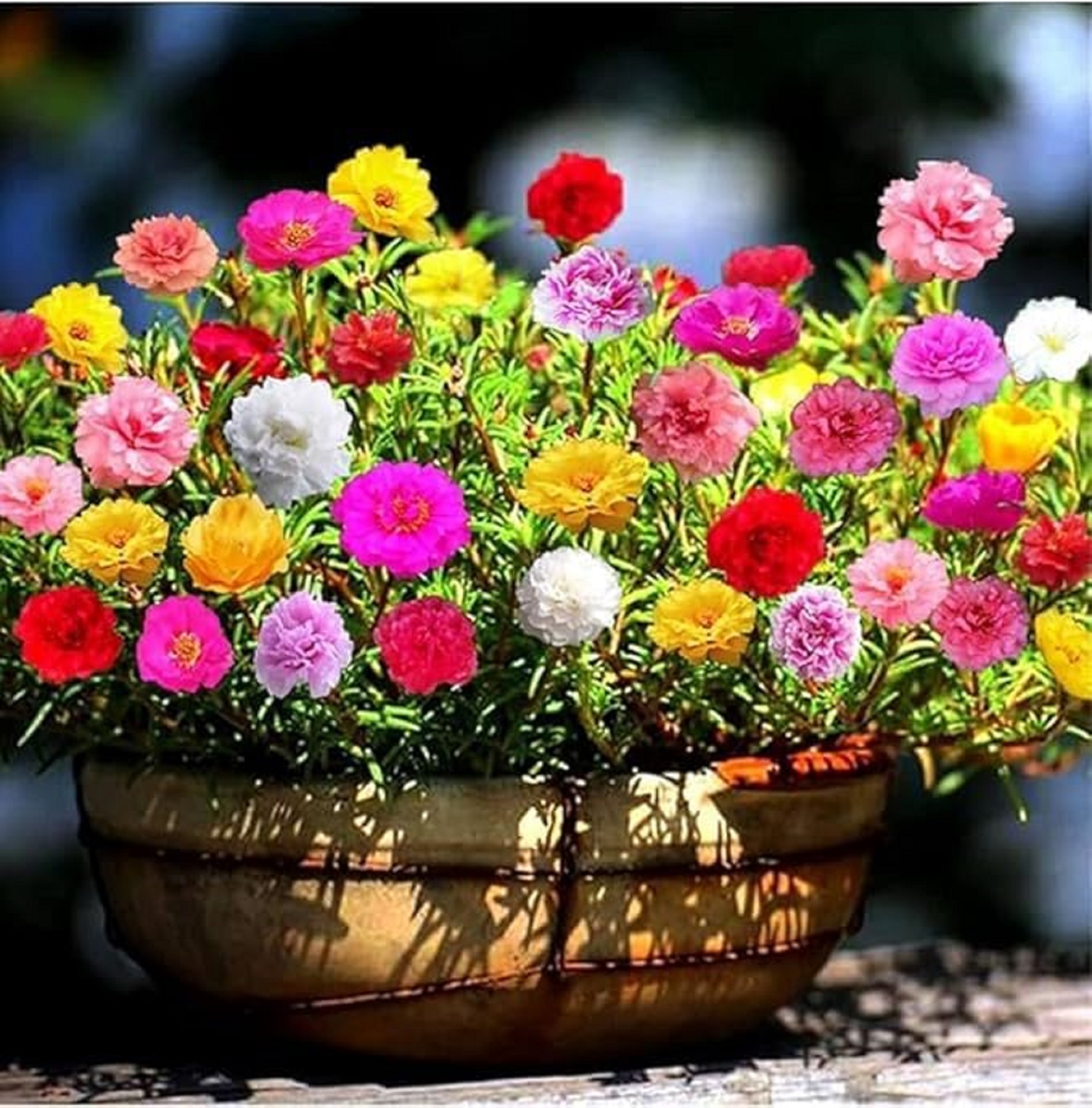 Portulaca Live Plant | Colorful Flowering Plant | Healthy Plant for Home Garden, Balcony, Terrace, Pot & Outdoor | Pack of 1