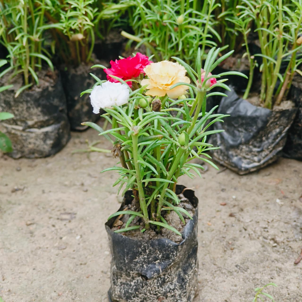 Portulaca Live Plant | Colorful Flowering Plant | Healthy Plant for Home Garden, Balcony, Terrace, Pot & Outdoor | Pack of 1