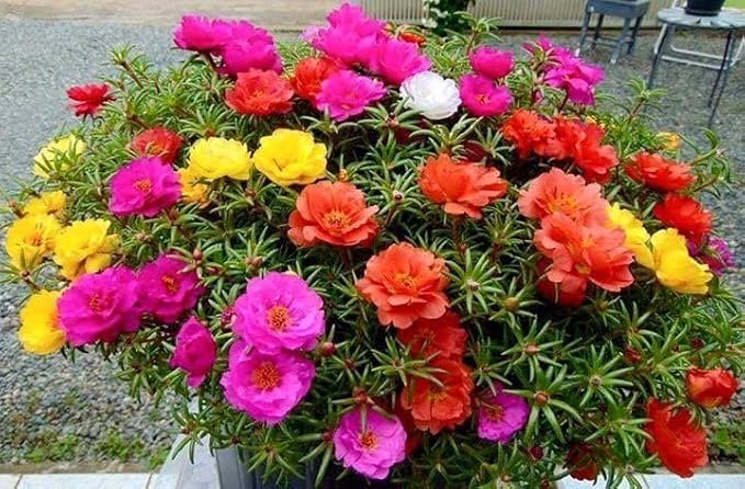 Portulaca Live Plant | Colorful Flowering Plant | Healthy Plant for Home Garden, Balcony, Terrace, Pot & Outdoor | Pack of 1