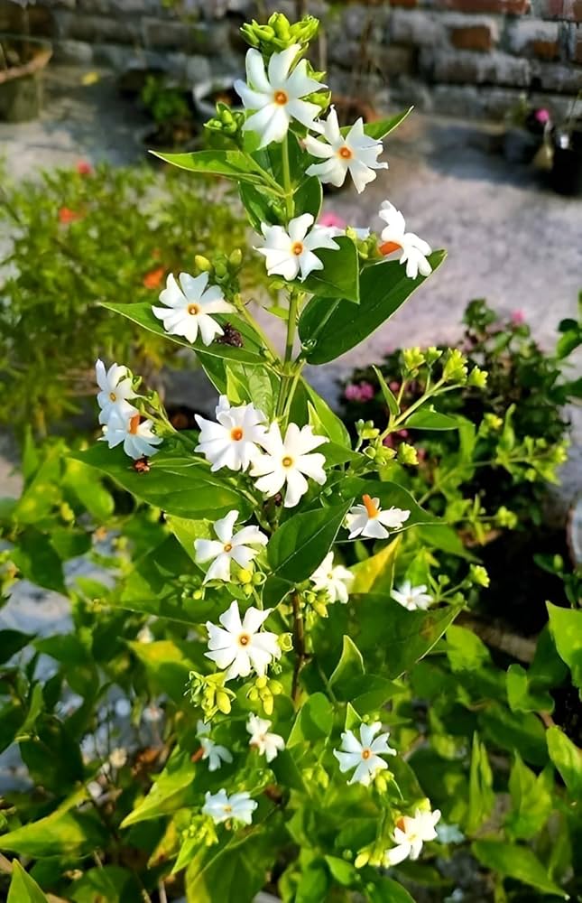 Shiuli Flower Live Plant | Night Jasmine Plant | Parijat Flowering Plant | Fragrant White Flowers for Home Garden & Outdoor | Pack of 1