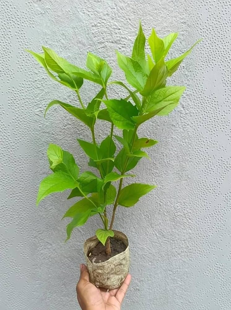 Shiuli Flower Live Plant | Night Jasmine Plant | Parijat Flowering Plant | Fragrant White Flowers for Home Garden & Outdoor | Pack of 1