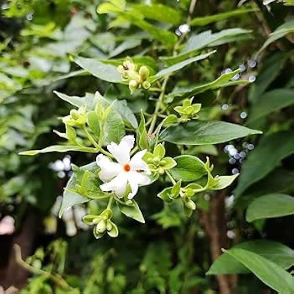Shiuli Flower Live Plant | Night Jasmine Plant | Parijat Flowering Plant | Fragrant White Flowers for Home Garden & Outdoor | Pack of 1