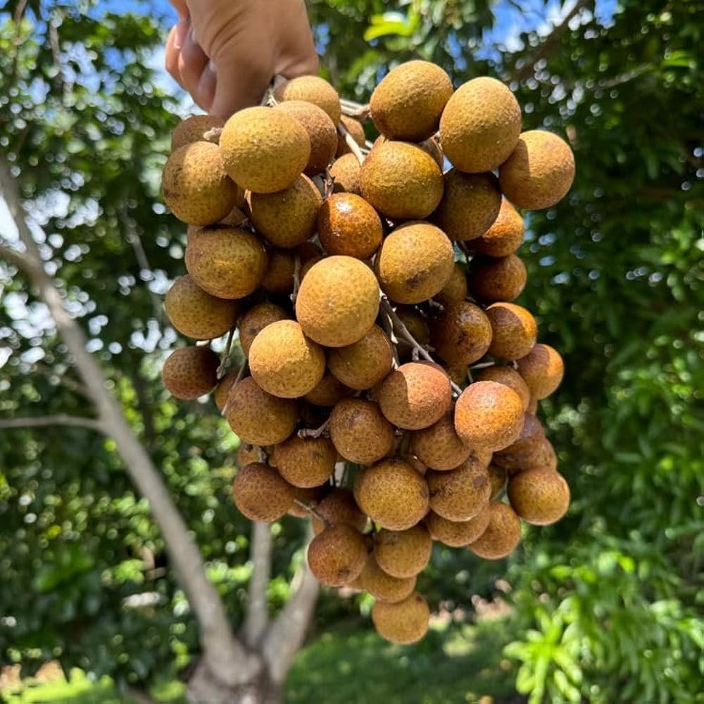 Ashphal Live Plant | Aashphal Fruit Plant | Healthy Live Fruit Tree Sapling for Home Garden, Terrace & Outdoor Gardening | Pack of 1