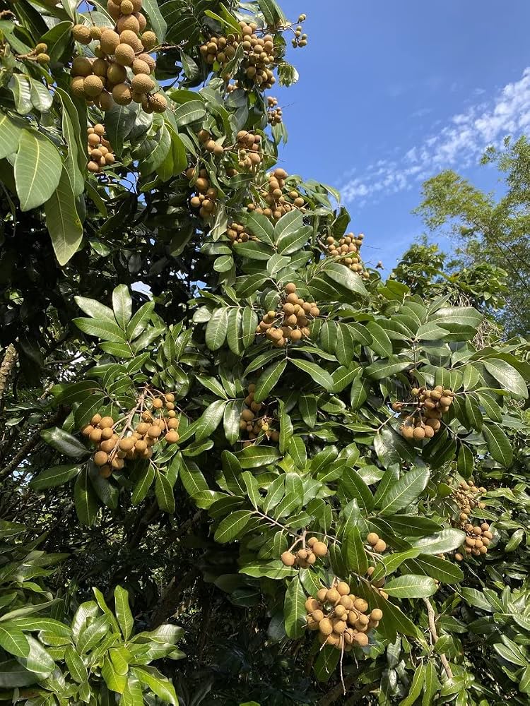 Ashphal Live Plant | Aashphal Fruit Plant | Healthy Live Fruit Tree Sapling for Home Garden, Terrace & Outdoor Gardening | Pack of 1