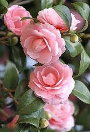 Camellia Live Plant | Beautiful Flowering Camellia Plant | Healthy Nursery Plant for Home Garden, Balcony | Pack of 1