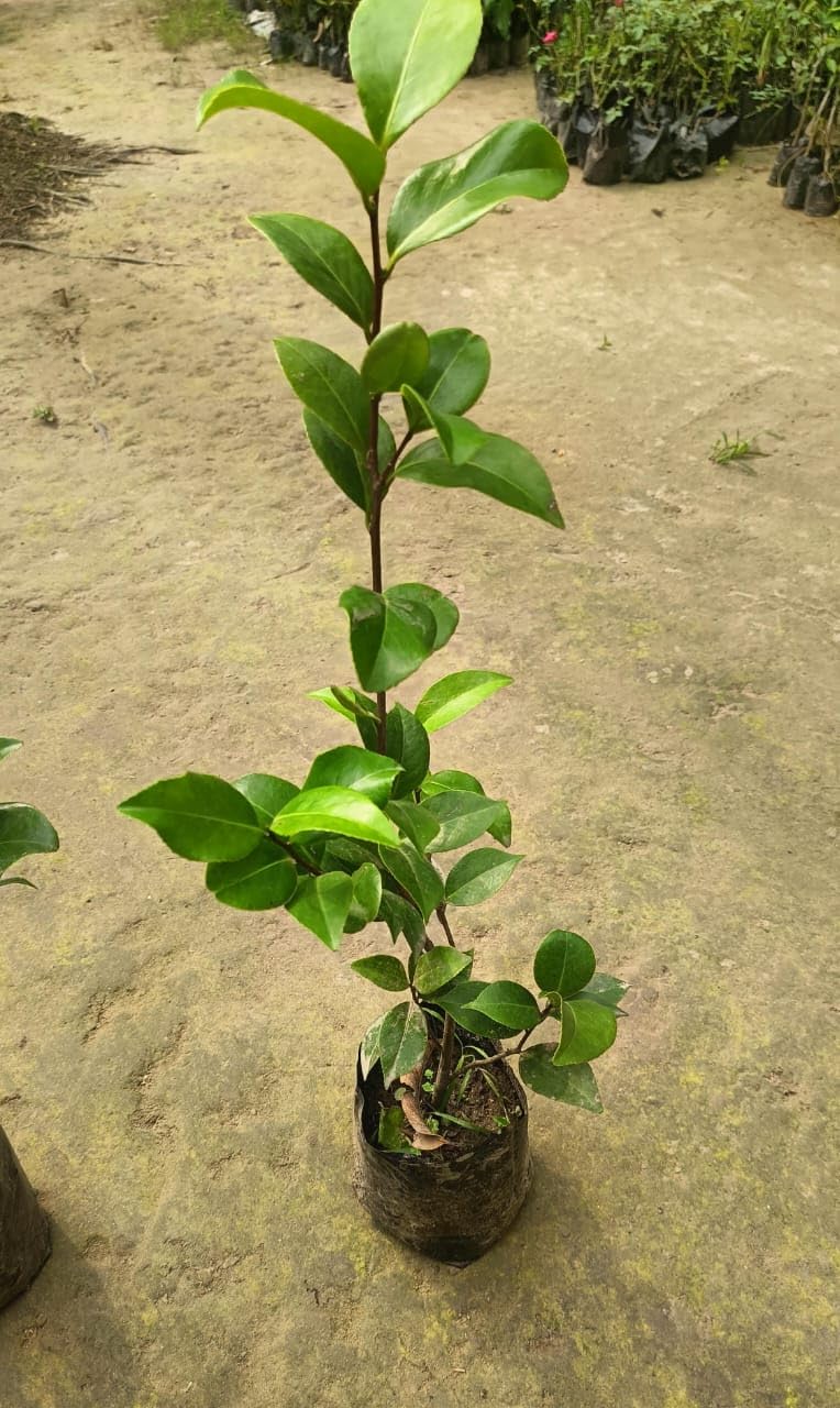 Camellia Live Plant | Beautiful Flowering Camellia Plant | Healthy Nursery Plant for Home Garden, Balcony | Pack of 1