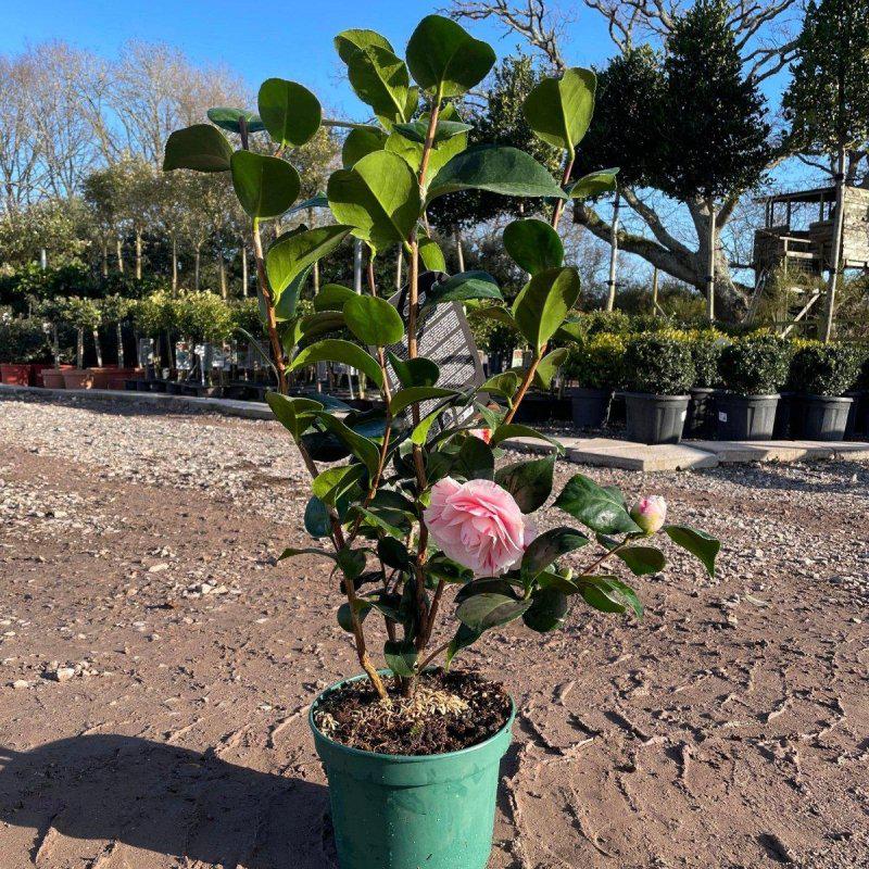 Camellia Live Plant | Beautiful Flowering Camellia Plant | Healthy Nursery Plant for Home Garden, Balcony | Pack of 1