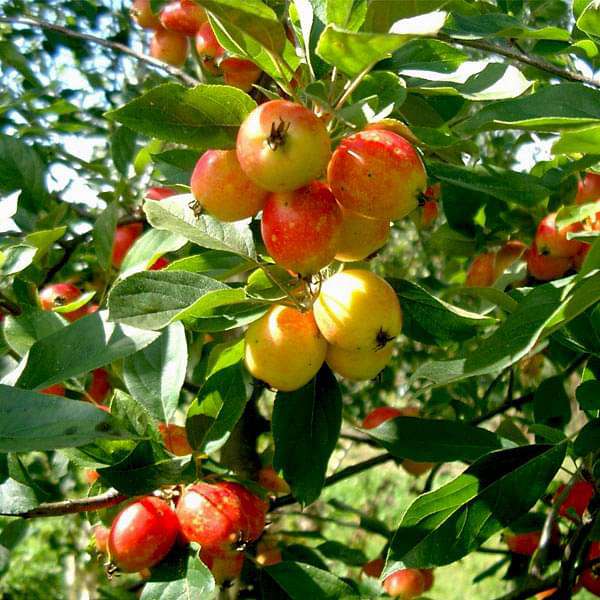 Apple Tree Live Plant | Grafted Fruit Plant Sapling | Healthy fruit Plant for Home Garden, Terrace, Backyard & Outdoor | Pack of 1
