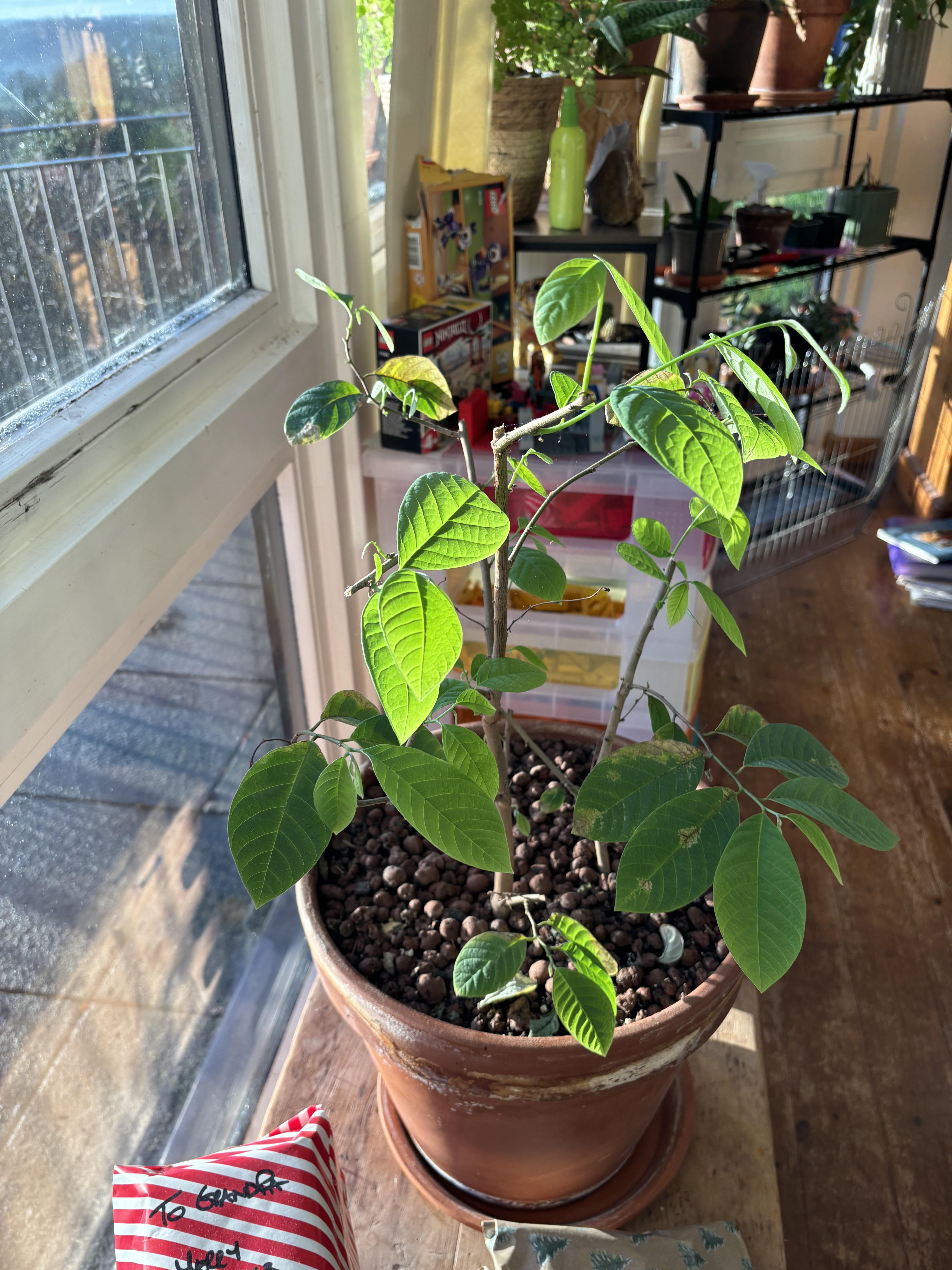 Apple Tree Live Plant | Grafted Fruit Plant Sapling | Healthy fruit Plant for Home Garden, Terrace, Backyard & Outdoor | Pack of 1