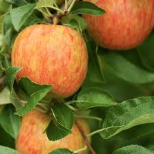 Apple Tree Live Plant | Grafted Fruit Plant Sapling | Healthy fruit Plant for Home Garden, Terrace, Backyard & Outdoor | Pack of 1