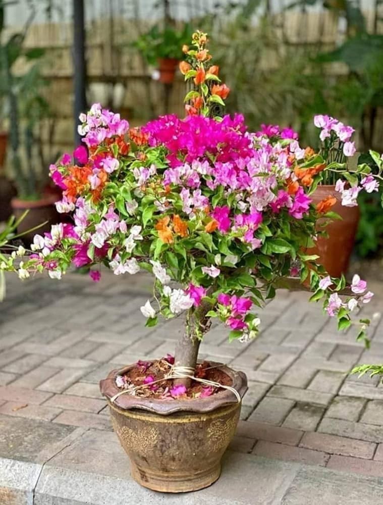 Kagaj Phool Live Plant | Bougainvillea Flower Plant | Colorful Plant for Home Garden | Pack of 1