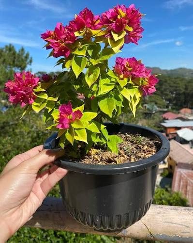 Kagaj Phool Live Plant | Bougainvillea Flower Plant | Colorful Plant for Home Garden | Pack of 1