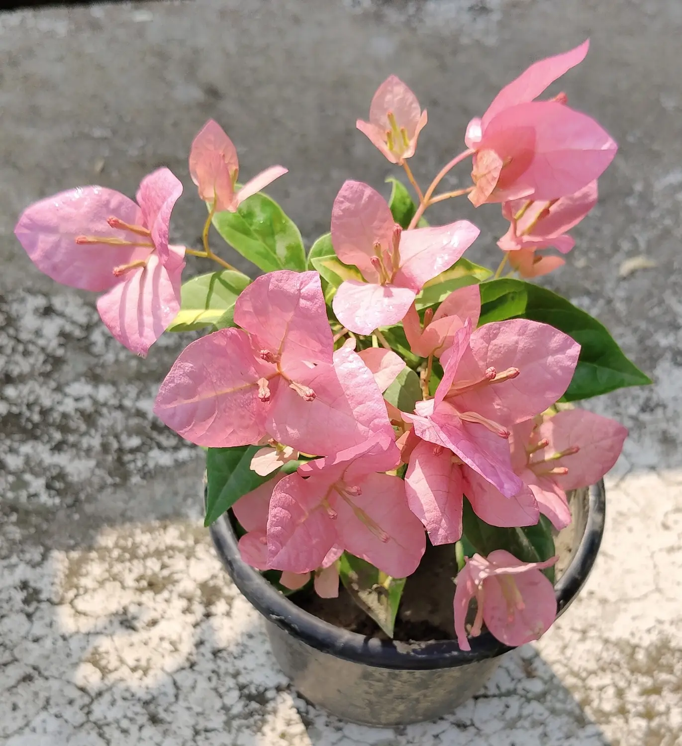Kagaj Phool Live Plant | Bougainvillea Flower Plant | Colorful Plant for Home Garden | Pack of 1