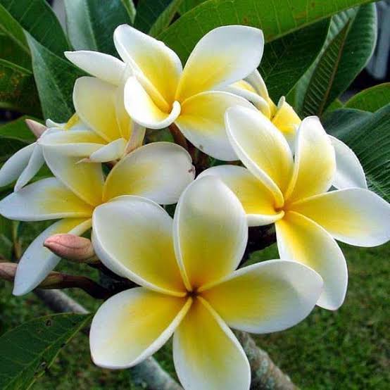 Kath Champa Live Plant | Fragrant Flowering Plant | Healthy flower Plant for Home Garden, Balcony | Pack of 1