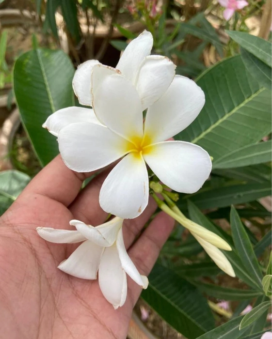 Kath Champa Live Plant | Fragrant Flowering Plant | Healthy flower Plant for Home Garden, Balcony | Pack of 1