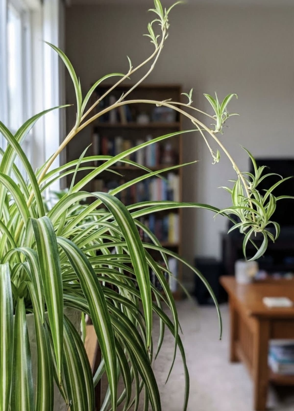 Green Nursery Variegated Spider Plant - Low Maintenance Hanging Plant