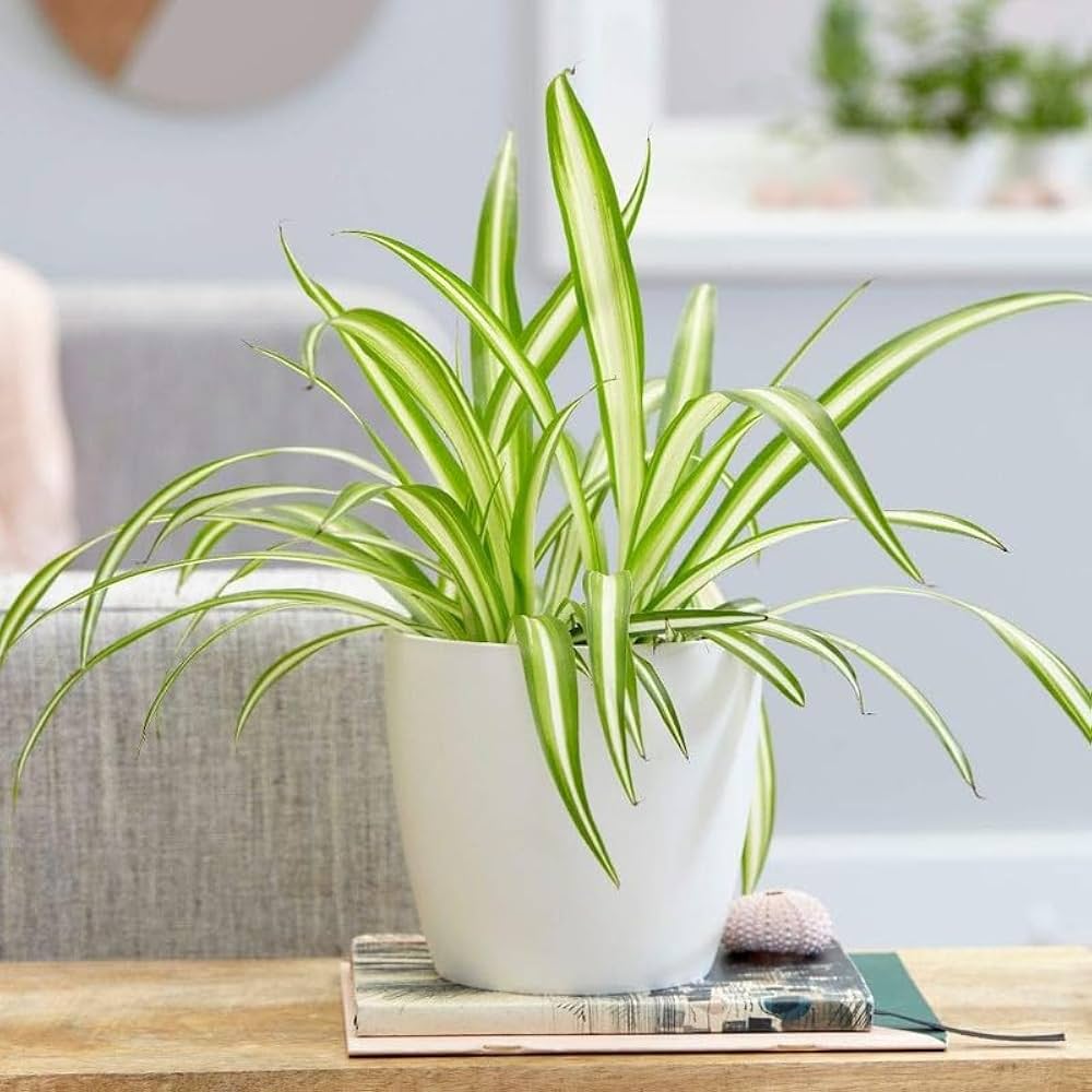 Green Nursery Variegated Spider Plant - Low Maintenance Hanging Plant