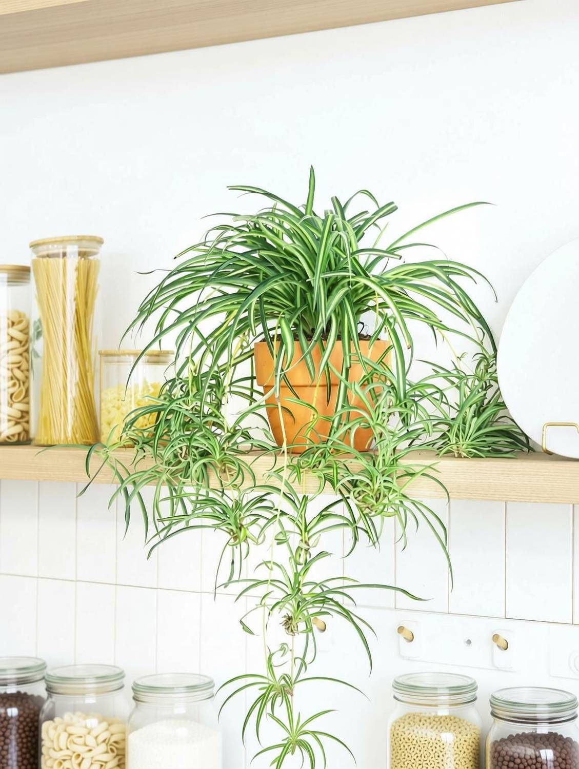 Green Nursery Variegated Spider Plant - Low Maintenance Hanging Plant